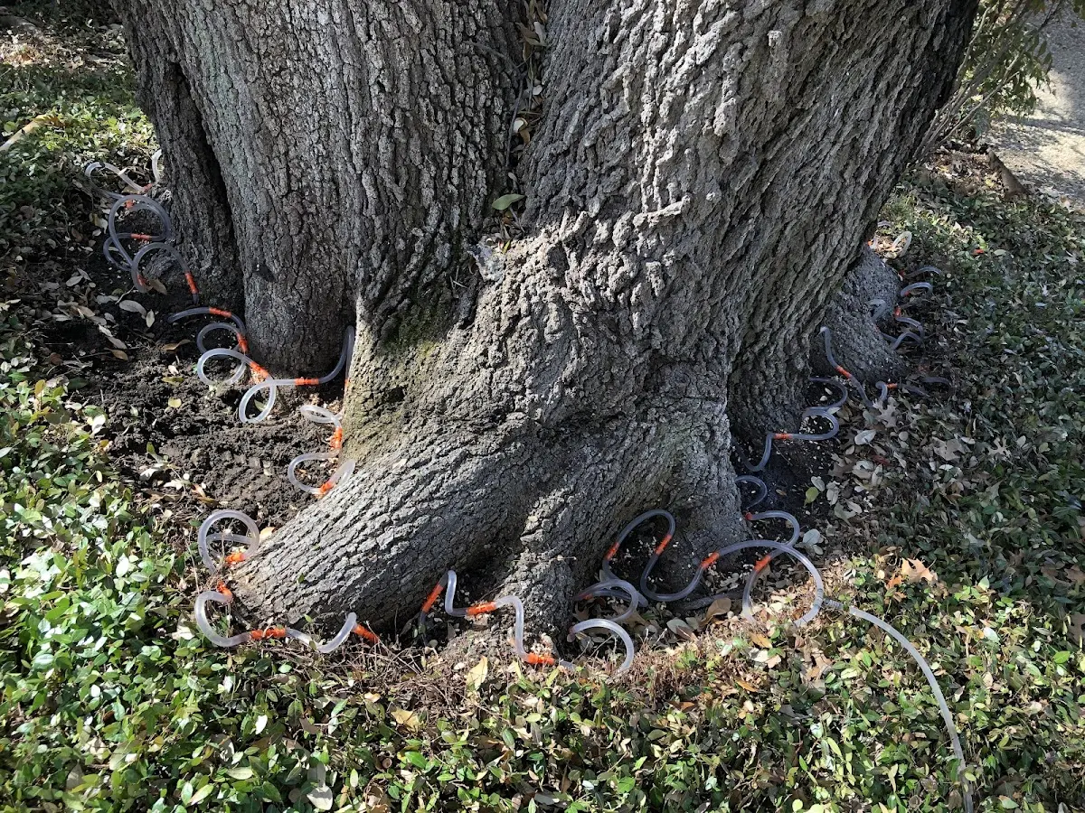 Detailed Shrub and Hedge Trimming job site in Pleasant City