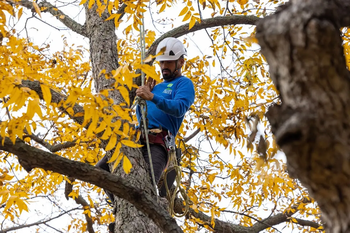 Skilled Tree Planing crew working in Pleasant City